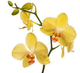 Naklejka na ściany i meble golden orchid flowers isolated on white
