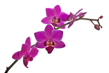 isolated on white branch with dark pink orchids