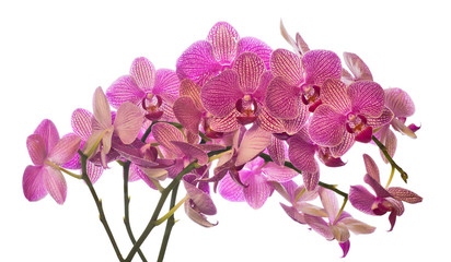 Fototapeta premium lot of pink orchid flowers on white