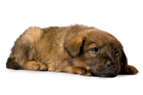 Studio portrait of a admirable puppy