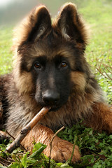 germany sheep-dog