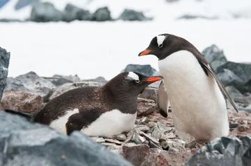 Fototapete Rund Gentoo penguins on the nest © Asya M