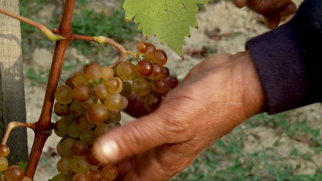 Woman's hand with secateurs cut grapes  (Muscat)