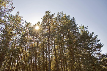 Fototapeta premium sun through the treetops