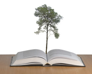 pine tree growing from open book