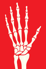 hand skeleton