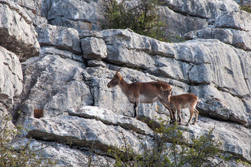 Cabras monteses