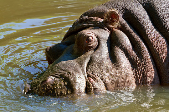 Wild hippopotamus in the water