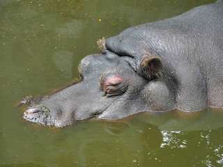 Hippopotamus in the water