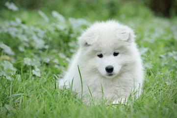 Samoyed puppy portrait