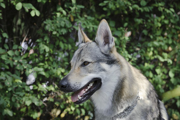 Czeslovakian Wolfdog