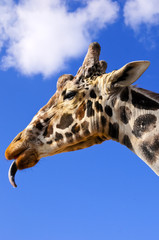 Profile of a Giraffe with tongue sticking out