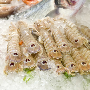 Cicale di mare, Scyllarus arctus
