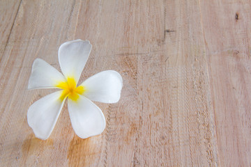 white frangipani on wood