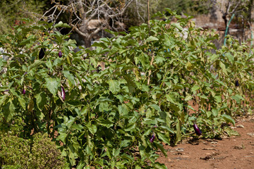 frische aubergine an der eigenen Pflanze im freien im garten