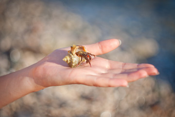 Hermit crab crawling on hand