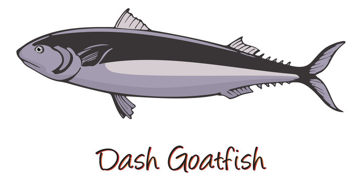 Dash-and-dot Goatfish, Color Illustration