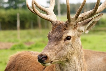 Deer close-up