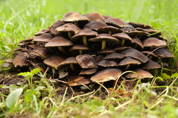 grzyby © Henryk Olszewski