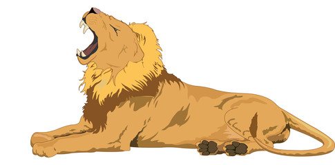 Naklejka premium Lion, illustration
