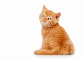 small red british kitten on white background