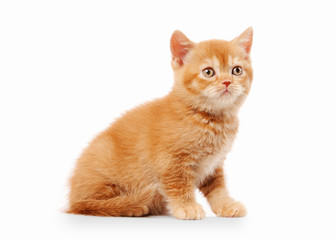small red british kitten on white background