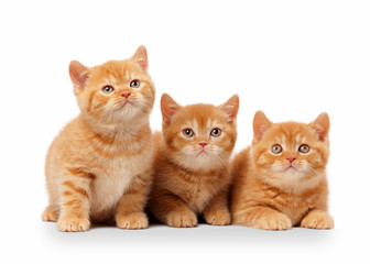 three small red british kittens on white background