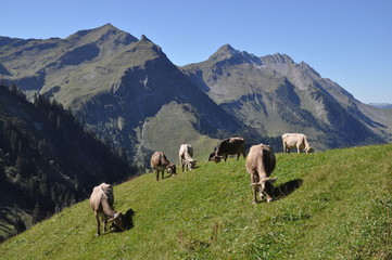 Fototapeta premium Kühe mit Arnihaggen und Brienzer Rothorn