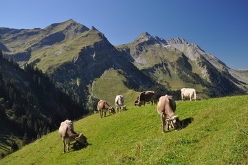 Obraz premium Kühe mit Arnihaggen und Brienzer Rothorn