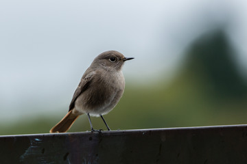 Spatz