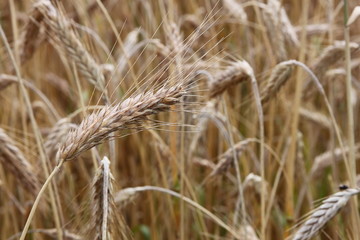 wheat field close-up