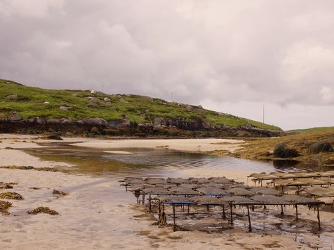 Oyster Beds On The Irish Coast