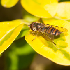 First Hoverfly