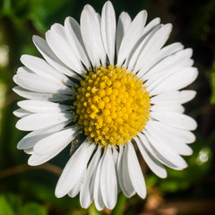Fototapeta premium Small Daisy