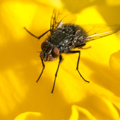 Mellow Yellow