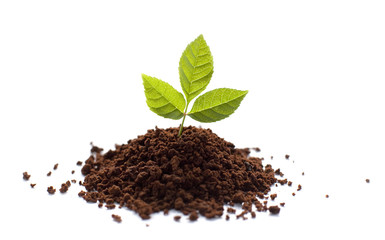 petite pousse de plante verte