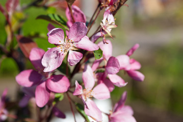Fototapeta na wymiar Ornamental apple-tree flowers