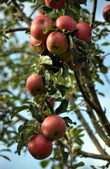 apples on the tree