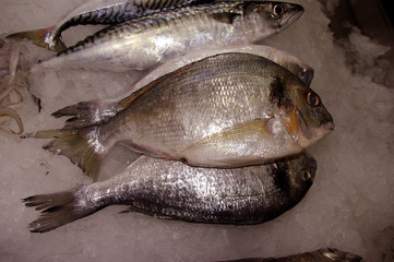 Rio Maior - Fischmarkt