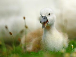 Small happy swan
