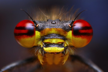 Pyrrhosoma nymphula extreme damselfly portrait