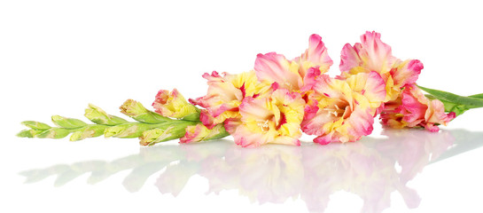 branch of yellow-pink gladiolus on white background close-up