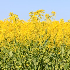Obraz premium Three Stripes of Blue Sky Yellow and Green Rapeseed Crop
