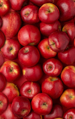 Group of fresh red apples © Tomo Jesenicnik