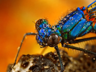 Calopteryx splendens