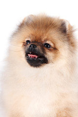 Portrait of a puppy of a spitz-dog