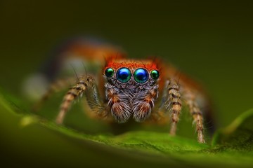 Spanish jumping spider Saitis barbipes