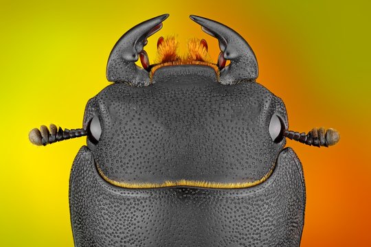 Extreme sharp and detailed study of Dorcus parallelipipedus