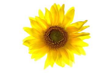 Fototapeta premium Sunflower
