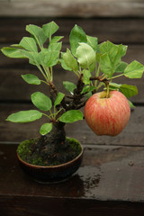 Bonsai miniature apple tree with a ripe apple